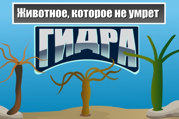 Поддержка кракен шоп