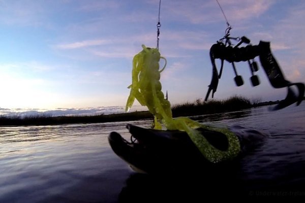 Kraken 20at